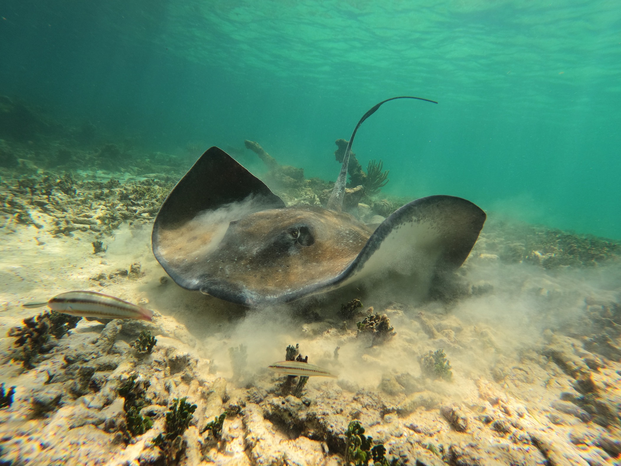 Tulum, turtles & cenote