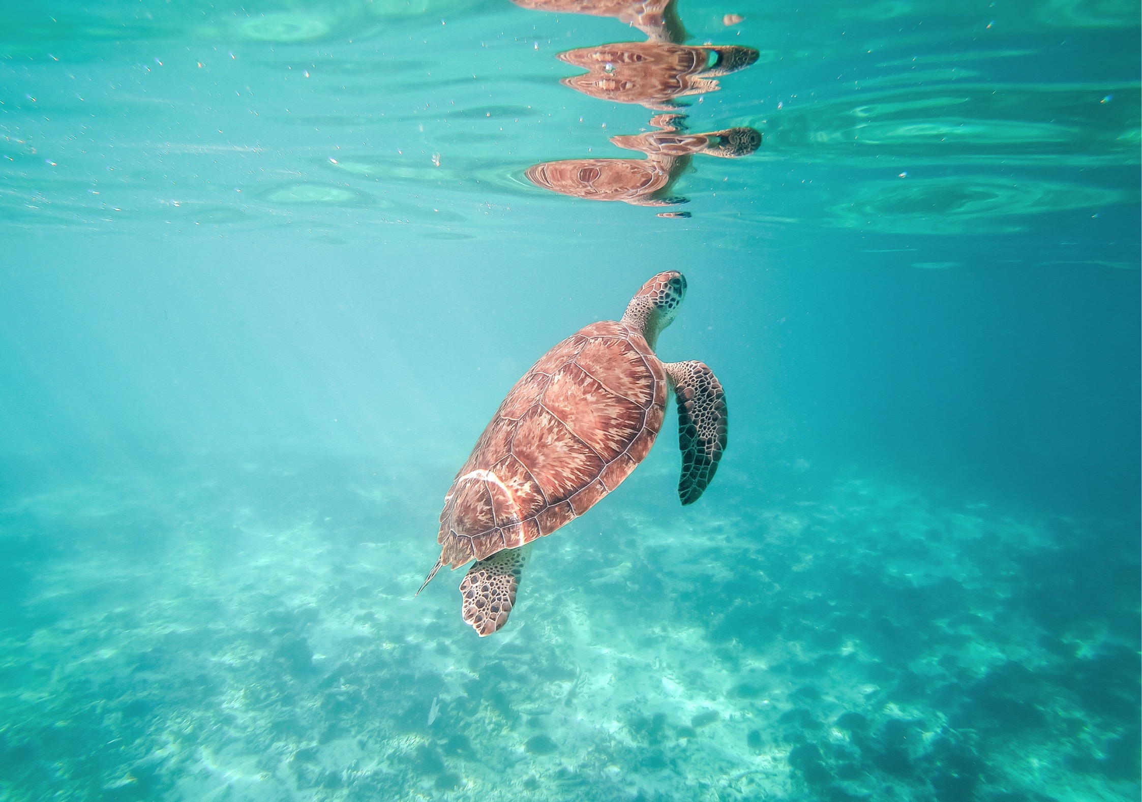 Tulum, turtles & cenote